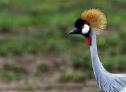 6-day Bird-watching Safari in Tanzania
