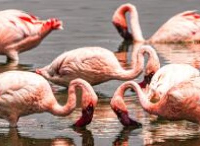 6-day Bird-watching Safari in Tanzania