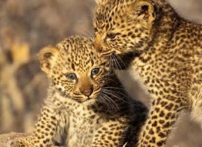 6-day Bird-watching Safari in Tanzania