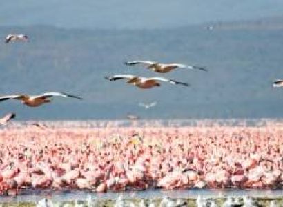 6-day Bird-watching Safari in Tanzania