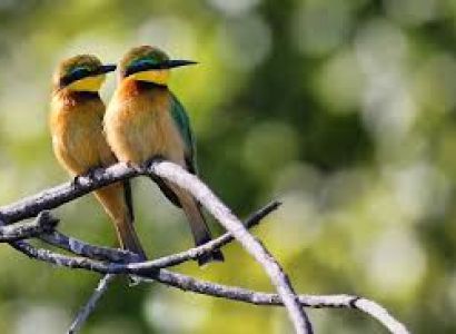 6-day Bird-watching Safari in Tanzania
