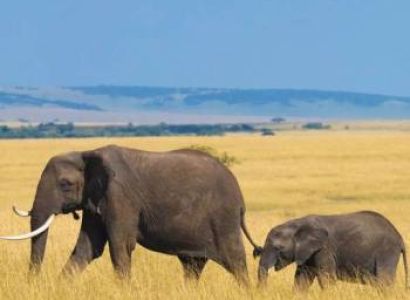 4 Days | Fly-In Safari from Zanzibar to Witness the Great Migration