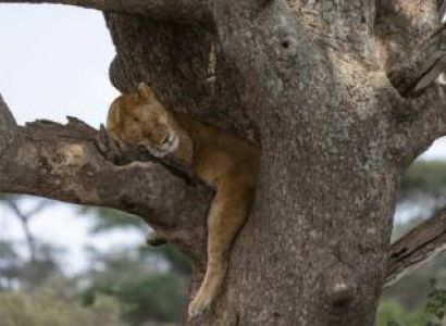 3 – Day from Zanzibar to Tarangire, Ngorongoro & Manyara