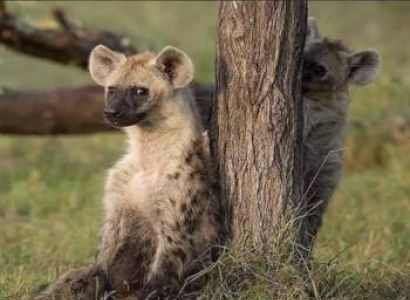 3 – Day from Zanzibar to Tarangire, Ngorongoro & Manyara