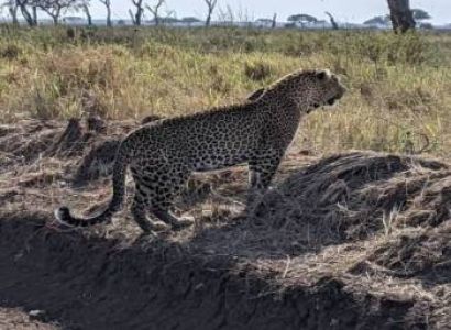 2-Day Fly-in Safari from Zanzibar to Serengeti & Ngorongoro Crater
