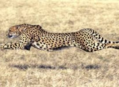 2-Day Fly-in Safari from Zanzibar to Serengeti & Ngorongoro Crater