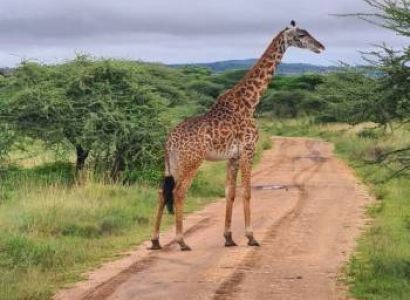 2-Day Tarangire & Ngorongoro Safari from Zanzibar