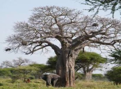 2-Day Tarangire & Ngorongoro Safari from Zanzibar