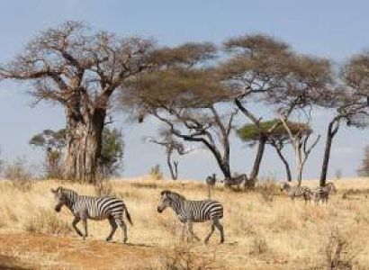 2-Day Tarangire & Ngorongoro Safari from Zanzibar