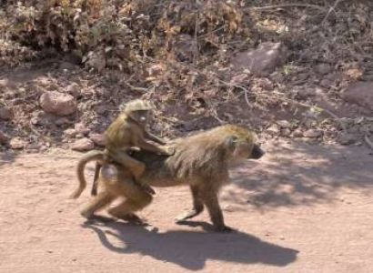 2-Day Tarangire & Ngorongoro Safari from Zanzibar