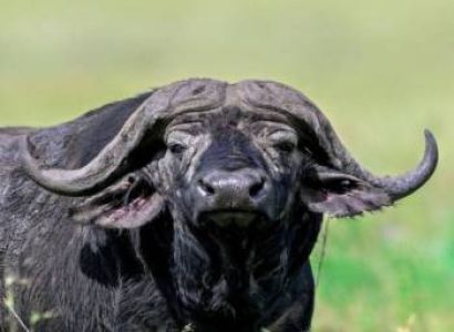 2-Day Tarangire & Ngorongoro Safari from Zanzibar