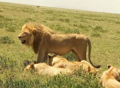 9 Days of the Great Migration: Witness the Mara River Crossing