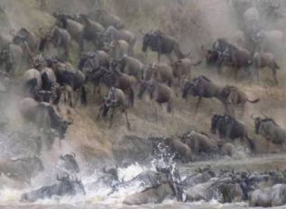 9 Days of the Great Migration: Witness the Mara River Crossing