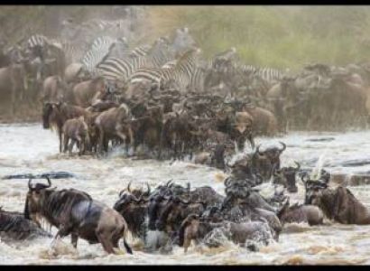 9 Days of the Great Migration: Witness the Mara River Crossing
