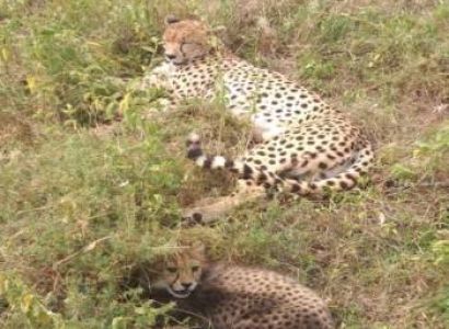 9 Days of the Great Migration: Witness the Mara River Crossing