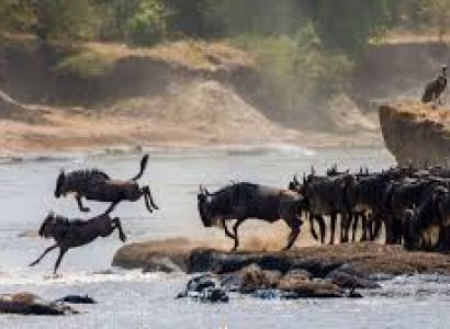 9 Days of the Great Migration: Witness the Mara River Crossing