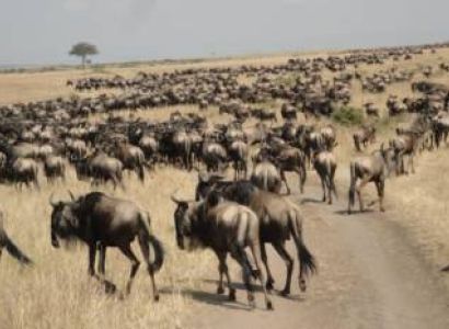 9 Days of the Great Migration: Witness the Mara River Crossing