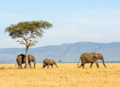5-Day Magical Tanzania Safari Tour