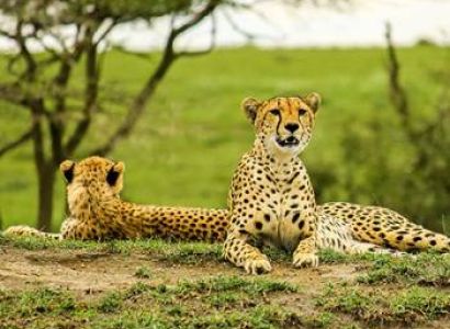 4 Day Tanzania Luxury Safari Tour