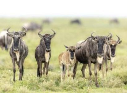 Manyara Tour Packages