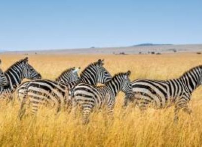 5 Day Tanzania Luxury Safari Tour