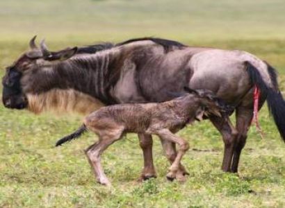 6 Day Calving Season - Ndutu - Serengeti Migration Tour