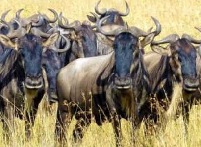 Manyara Tour Packages