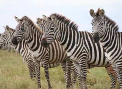 Ngorongoro Tour Packages