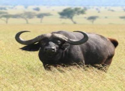 4 Day Mid-Range Tanzania Safari Tour