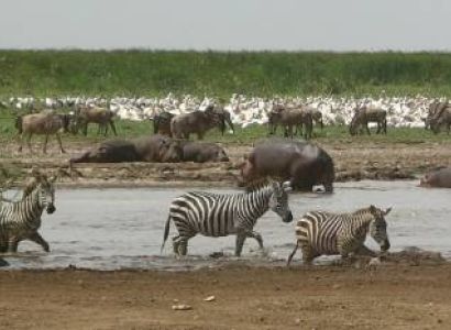 4 Day Mid-Range Tanzania Safari Tour