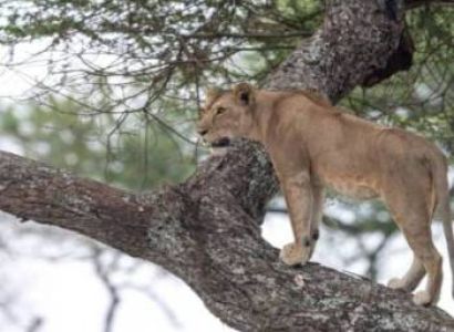 4 Day Mid-Range Tanzania Safari Tour