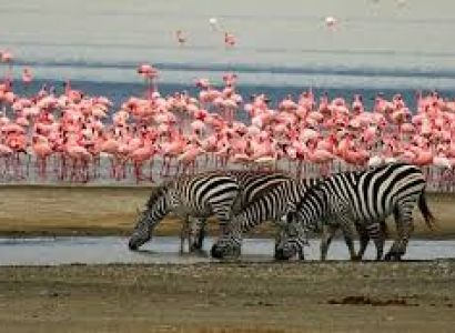 4 Day Mid-Range Tanzania Safari Tour