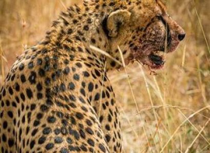 Ngorongoro Tour Packages