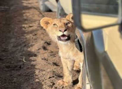 4 Days Fly In - Fly Out Great Migration Tour