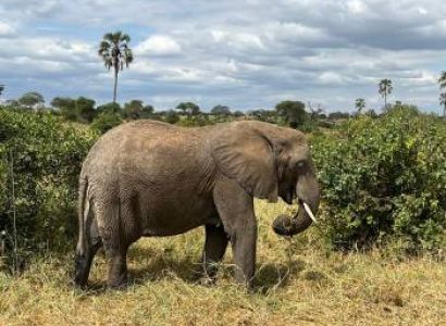 4 Days Fly In - Fly Out Great Migration Tour