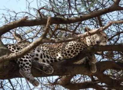 4 Days Fly In - Fly Out Great Migration Tour