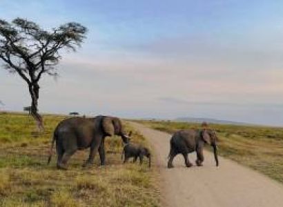 4 Days Fly In - Fly Out Great Migration Tour