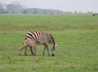 4 Days Fly In - Fly Out Great Migration Tour