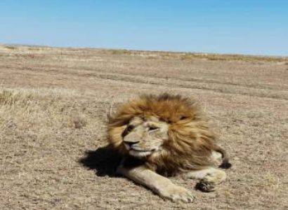 3 Day Tanzania Luxury Safari - A Journey Into Africas Wild Beauty