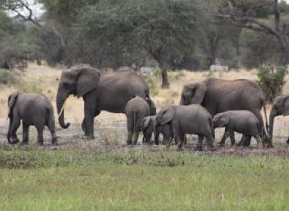 3 Day Tanzania Luxury Safari - A Journey Into Africas Wild Beauty