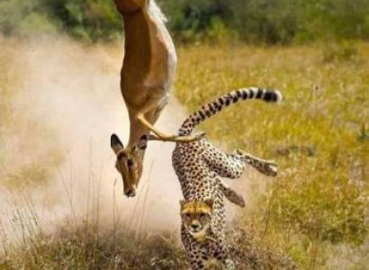 Manyara Tour Packages