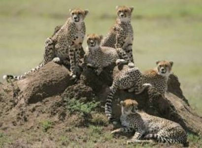 5 Day Tanzania Luxury Safari Tour