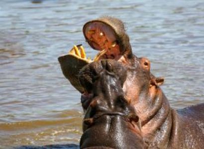 5 Day Tanzania Luxury Safari Tour