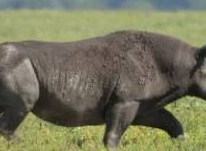 Manyara Tour Packages