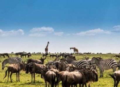 3 Day Mid-Range Tanzania Safari Tour