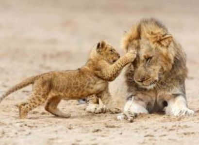 3 Day Mid-Range Tanzania Safari Tour