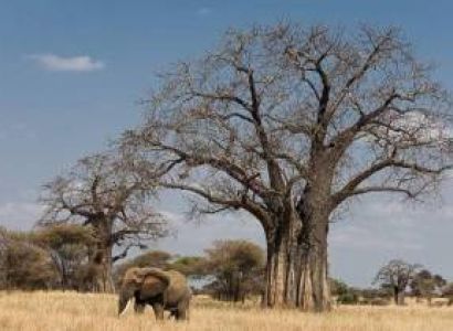 3 Day Mid-Range Tanzania Safari Tour