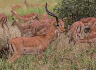 3 Day Mid-Range Tanzania Safari Tour