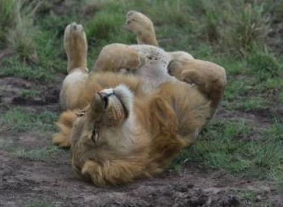 Into The Wild - A 5 Day Ultimate Maasai Mara Safari Adventure Tour