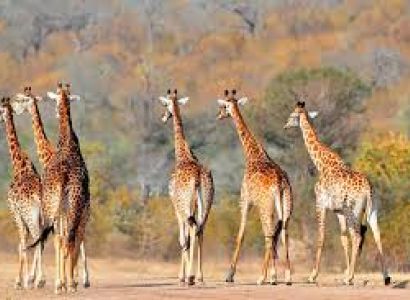 6 Days Best Of Tanzania Safari Tour